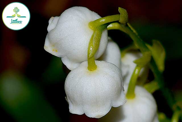 nature-blossom-plant-white-leaf-flower-