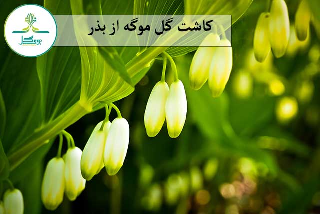 گل موگه