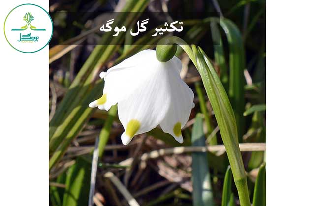 گل موگه