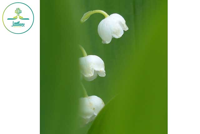 nature-blossom-plant-white-photography-sweet