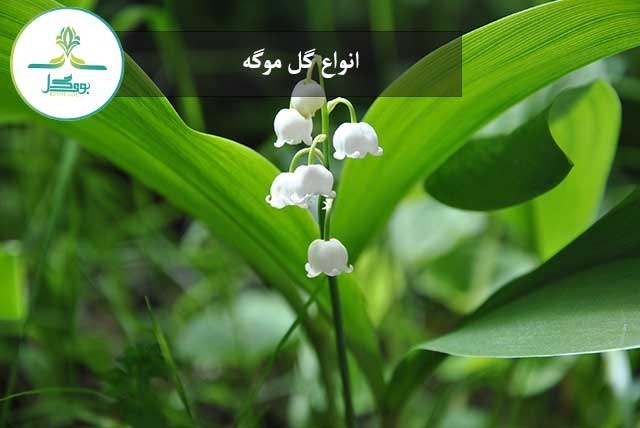 nature-blossom-plant-white-sweet-flower