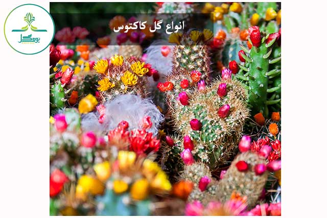 nature-blossom-prickly-cactus-plant-flower-