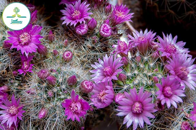 nature-blossom-prickly-cactus-plant-flower
