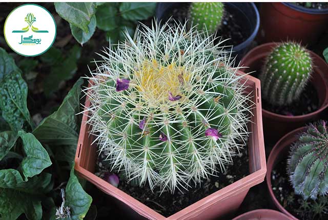 nature-cactus-plant-flower-green-grow