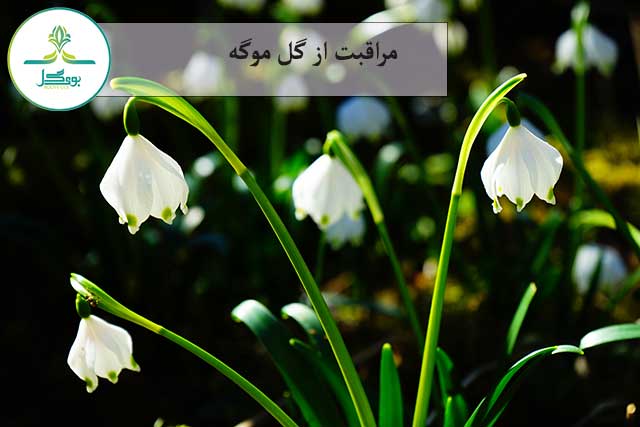 گل موگه