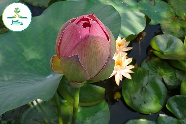 nature-plant-flower-petal-bloom-pond