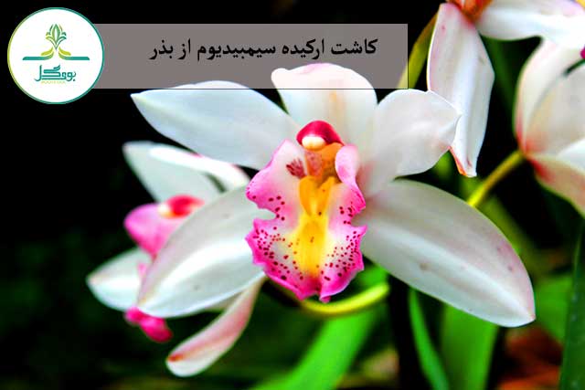 ارکیده سیمبیدیوم