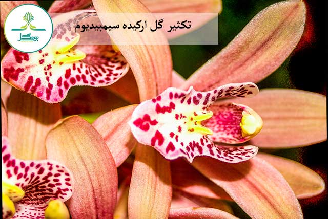 orchid-floral-purple-flora-background-blossom