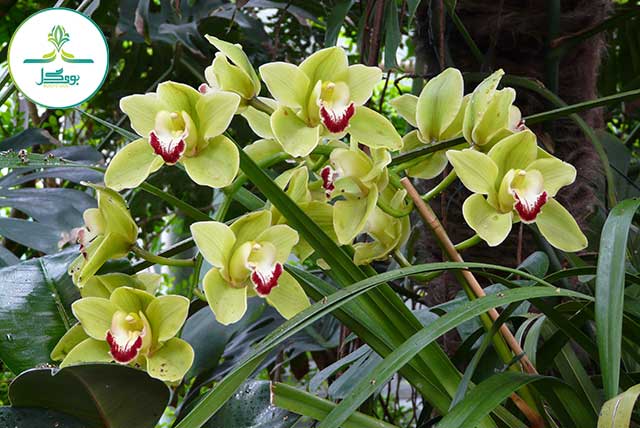 plant-flower-bloom-green-tropical-botany