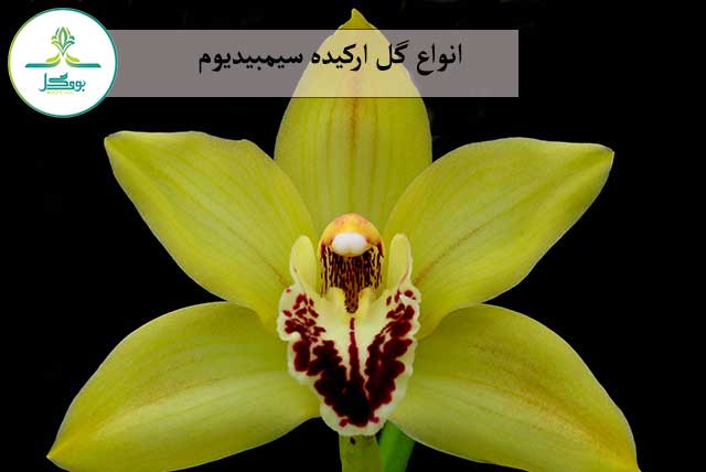 گل ارکیده سیمبیدیوم زرد