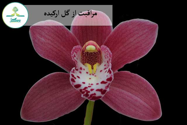 گل ارکیده سیمبیدیوم
