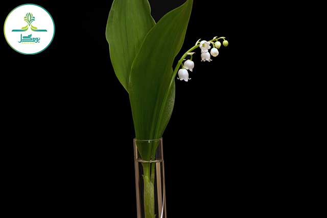 گل موگه