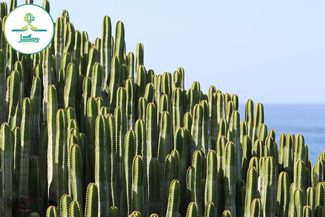 sea-nature-grass-prickly-cactus-plant