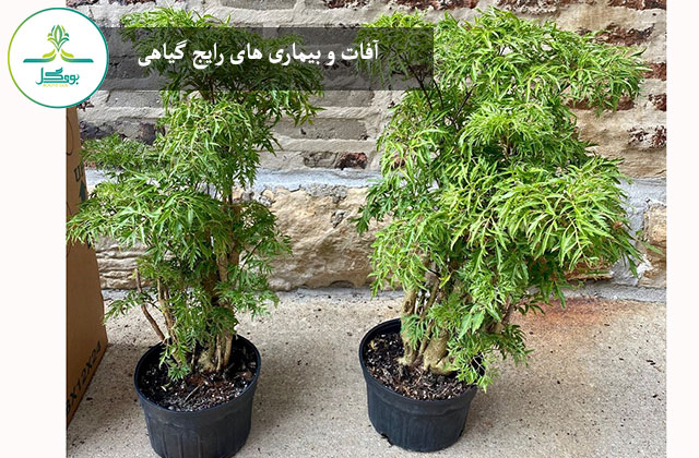 Ming Aralia