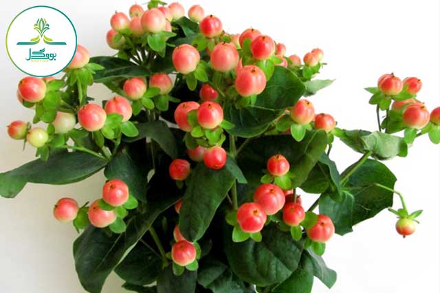 گل هایپریکوم