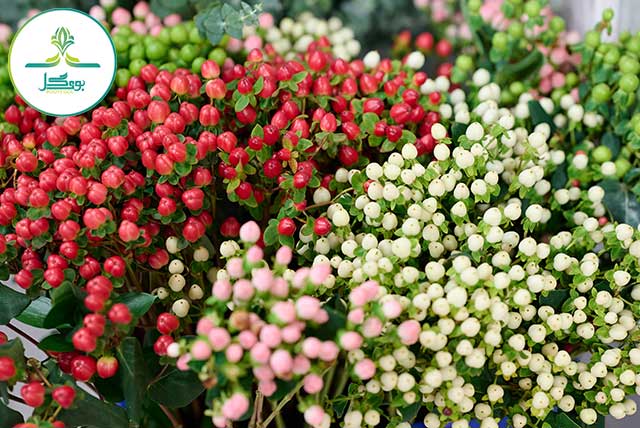Hypericum Berries