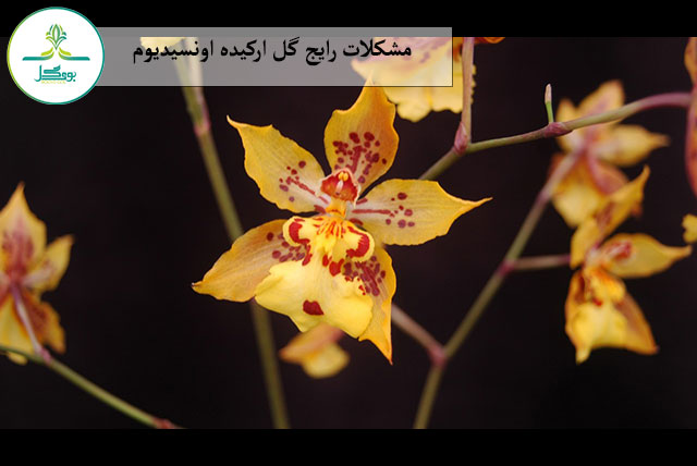 Oncidium-orange