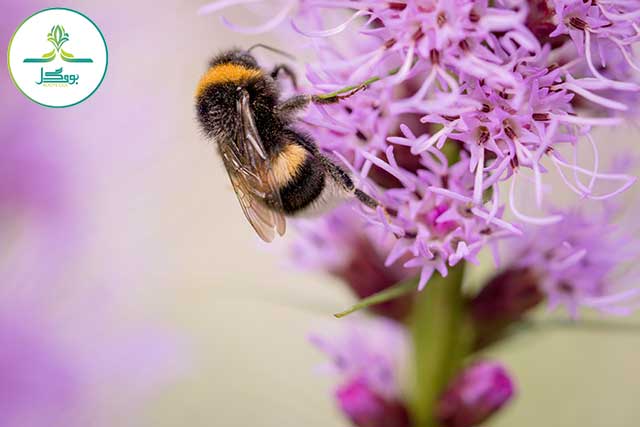 Liatris spicata