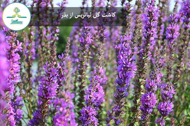 Liatris spicata