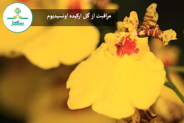 گل ارکیده اونسیدیوم