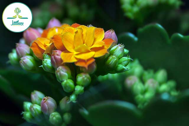 blossom-plant-photography-leaf-flower-peta