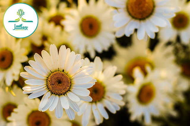 Marguerite Daisy