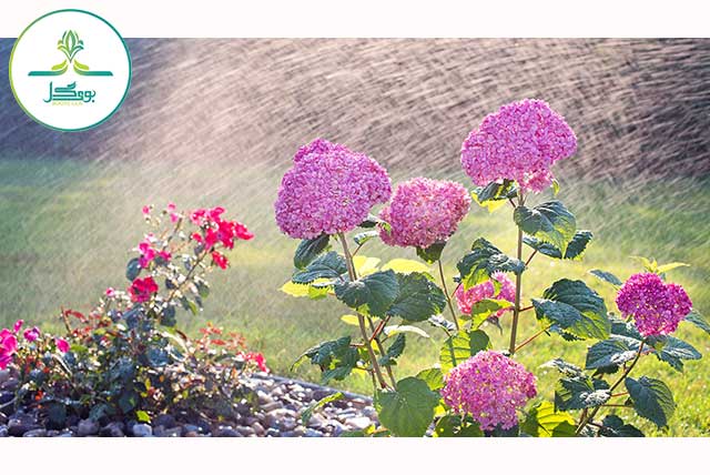 flower-flowers-pink-nature-garden-plant
