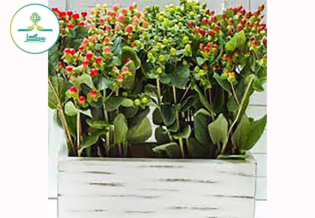 Hypericum Berries