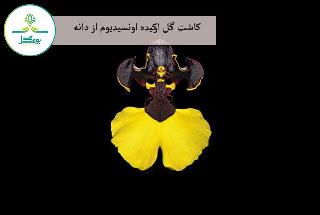 ارکیده اونسیدیوم