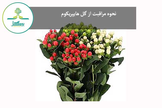 گل هایپریکوم