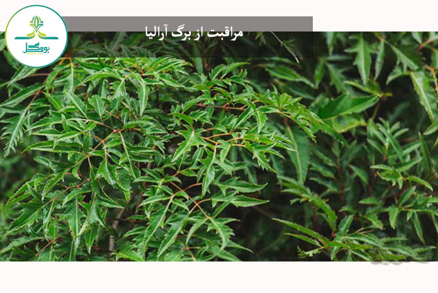 برگ آرالیا