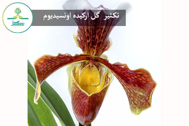 Oncidium Orchid