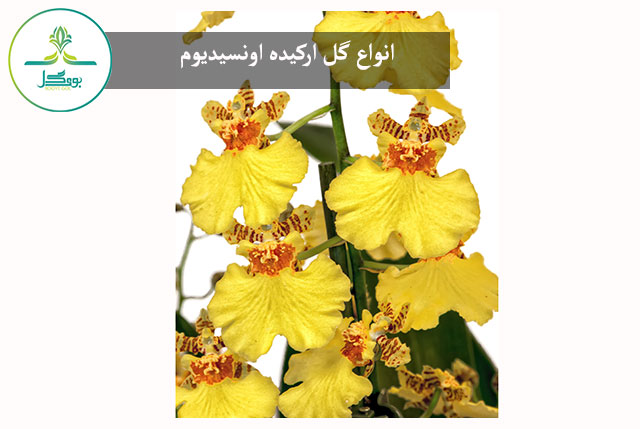Oncidium Orchid