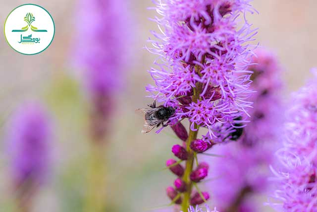 Liatris spicata