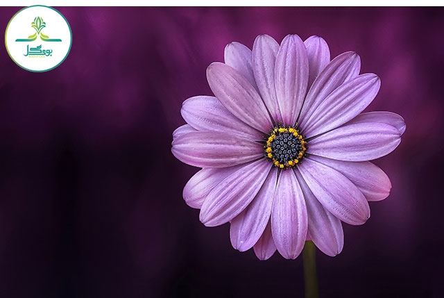 nature-blossom-plant-photography-stem-flower