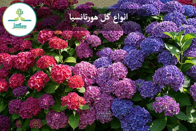 گل هورتانسیا در رنگ های مختلف