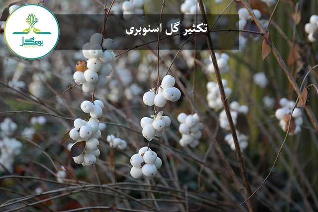 گل اسنوبری