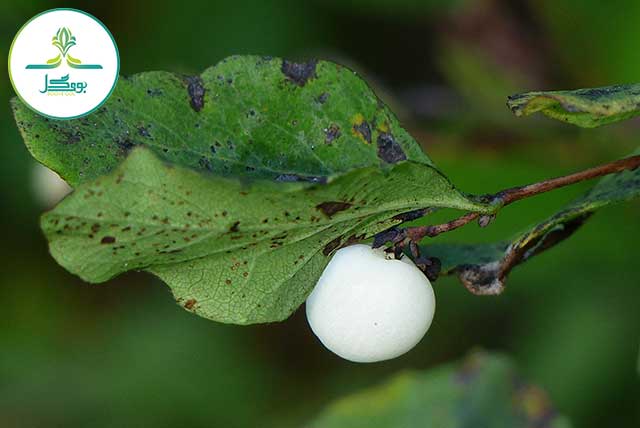 Snowberry