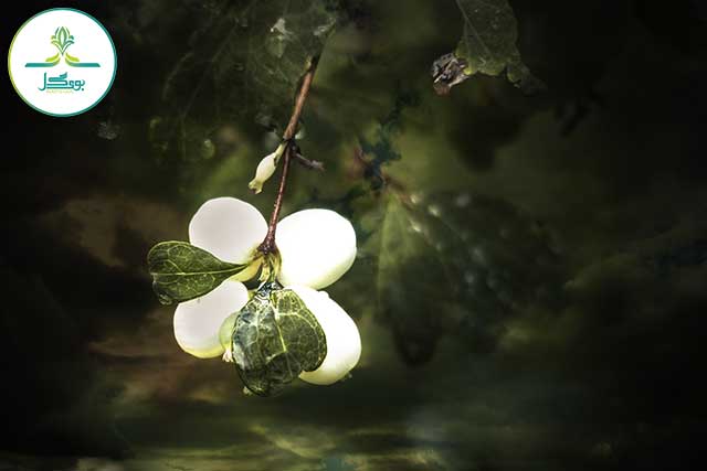 nature-forest-light-plant-white-meadow