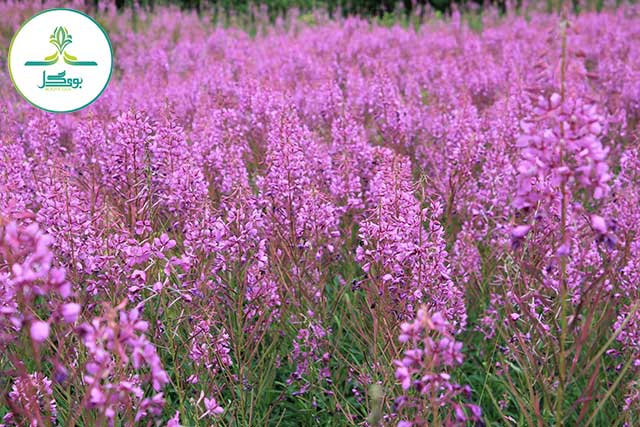nature-grass-blossom-plant-field-meadow