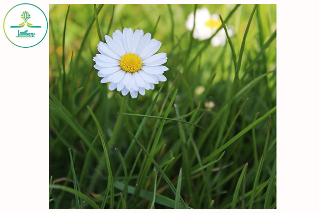 nature-grass-blossom-plant-white-field