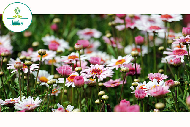 Marguerite Daisy