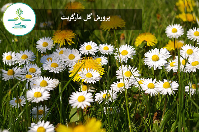 گل مارگریت