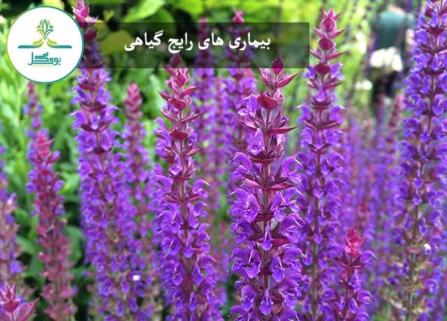 گل لیاتریس