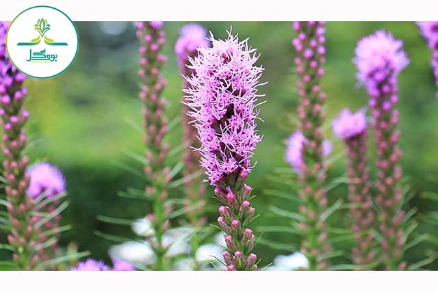 nature-plant-flower-purple-bloom-summer