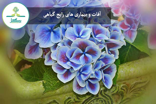گل ادریسی