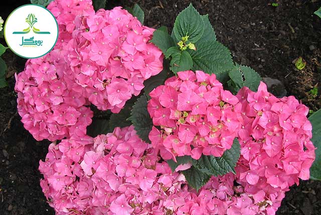 nature-plant-flower-purple-petal-garden