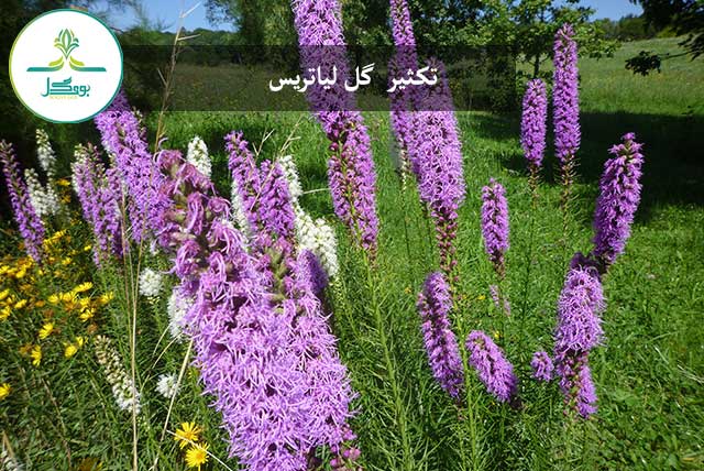 Liatris spicata