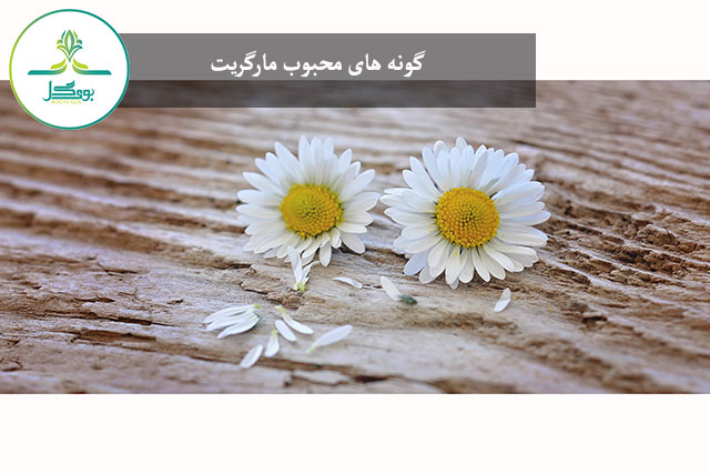 Marguerite Daisy