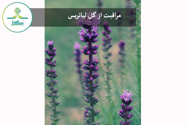 گل لیاتریس
